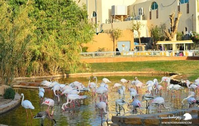 حديقة الحيوانات في الرياض
